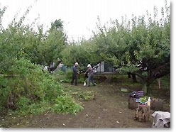 梅の木区民農園の梅園整備作業